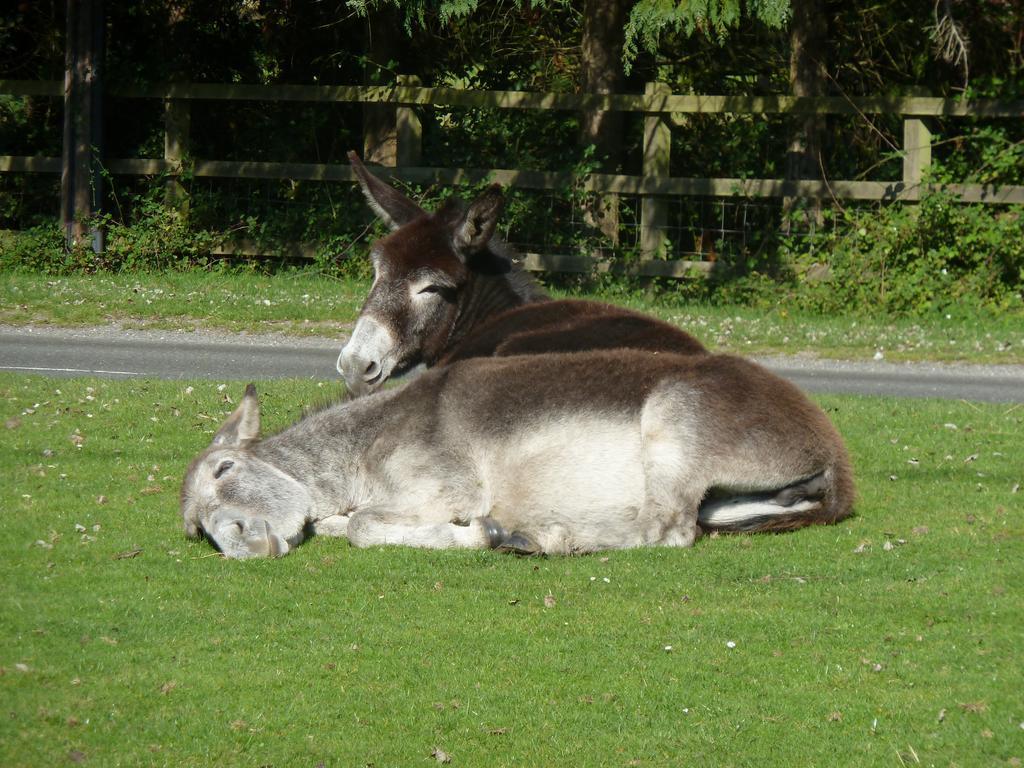 Bed & Breakfast Cameron House Landford